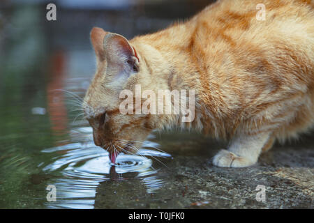 Un chat errant eau potable dans une flaque Banque D'Images