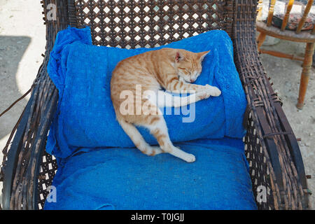 Un stray cat gingembre dormir sur une vieille chaise Banque D'Images