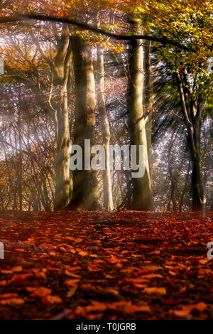 Selective focus low angle view of la lumière du soleil passant à travers les branches d'arbres dans une forêt d'automne Banque D'Images