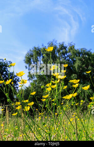 Renoncules dans l'herbe de prairie d'été contre un ciel bleu Banque D'Images