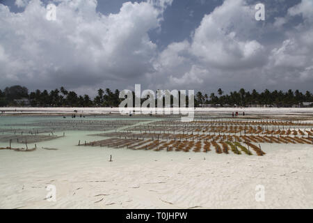 Femme en Seadwead seawead la collecte des champs dans l'eau sur la plage de Pwani Mchangani dans sanzibar - Tanzanie Banque D'Images