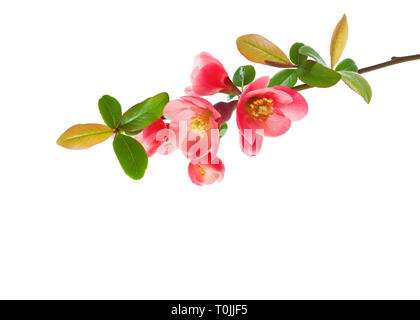 Close up of a flowering quince (Chaenomeles) isolé sur fond blanc. Banque D'Images