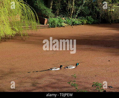 Preston, Lancashire, Royaume-Uni. 20 Mar 2019. Canal apparaisse de sable à Preston, en Angleterre. A 50 mètres de longueur de la canal de Lancaster à Preston ressemble à elle a été en rempli de sable et est assez solide pour marcher sur. Les canards ne semblent pas être trop affecté par la mauvaise herbe sur le 20.3.19 une espèce non indigène de fougère d'eau appelées Azolla (Azolla filiculoides) a acquis de la Lancaster canal le long de la longueur entre Roebuck Street et Blackpool Road. Crédit : Colin Wareing/Alamy Live News Banque D'Images