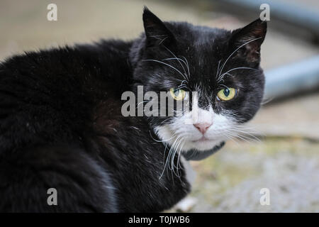 Downing Street, London, UK, le 20 Mar 2019. Palmerston, le Foreign Office Cat, garde sa fraîcheur pour un jour. Westminster Palmerston et Larry, souvent connus pour avoir eu des relations tendues, félin semblent garder leur la paix sur une journée mouvementée d'onu-plutôt les tensions politiques pacifiques, à Westminster. Credit : Imageplotter/Alamy Live News Banque D'Images