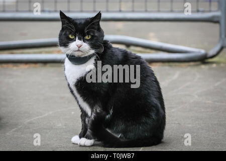 Downing Street, London, UK, le 20 Mar 2019. Palmerston, le Foreign Office Cat, garde sa fraîcheur pour un jour. Westminster Palmerston et Larry, souvent connus pour avoir eu des relations tendues, félin semblent garder leur la paix sur une journée mouvementée d'onu-plutôt les tensions politiques pacifiques, à Westminster. Credit : Imageplotter/Alamy Live News Banque D'Images