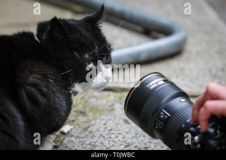 Downing Street, London, UK, le 20 Mar 2019. Palmerston, le Foreign Office Cat, garde sa fraîcheur pour un jour. Westminster Palmerston et Larry, souvent connus pour avoir eu des relations tendues, félin semblent garder leur la paix sur une journée mouvementée d'onu-plutôt les tensions politiques pacifiques, à Westminster. Credit : Imageplotter/Alamy Live News Banque D'Images