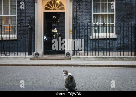 Downing Street, London, UK, le 20 Mar 2019. Larry, le chat de Downing Street, reste calme et son habitude recueillies feline auto. Palmerston et Larry, souvent connus pour avoir eu des relations tendues, félin semblent garder leur la paix sur une journée mouvementée d'onu-plutôt les tensions politiques pacifiques, à Westminster. Credit : Imageplotter/Alamy Live News Banque D'Images