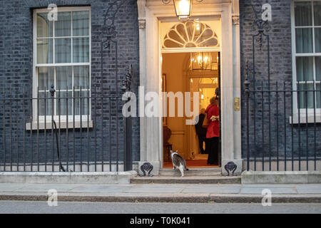 Londres, Royaume-Uni. Mar 20, 2019. Londres, Royaume-Uni. Le mercredi 20 mars 2019. Larry, le chat de Downing Street Downing Street numéro 10 à l'extérieur de l'avant de la déclaration de mai Theresa sur Brexit, Crédit : Jason Richardson/Alamy Live News Banque D'Images