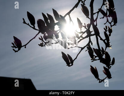 Stuttgart, Allemagne. Mar 21, 2019. Magnolias floraison apparaissent comme des silhouettes dans la lumière du soleil. Crédit : Bernd Weißbrod/dpa/Alamy Live News Banque D'Images