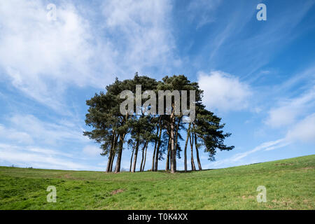 Une récolte de Scotts pins sur la partie supérieure de l'Worcesterhsire Clent Hills, UK, lors d'une journée ensoleillée avec ciel bleu. Banque D'Images