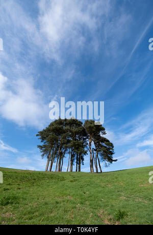 Une récolte de Scotts pins sur la partie supérieure de l'Worcesterhsire Clent Hills, UK, lors d'une journée ensoleillée avec ciel bleu. Banque D'Images