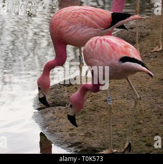 Flamingo à Slimbridge Wetland Centre, Gloucestershire, Royaume-Uni Banque D'Images