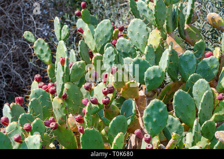 Paysage de cactus. La culture des cactus. Champ de cactus. Les sabres, les fruits d'Opuntia ficus-indica. Barbary fig, figuier de barbarie, cactus inerme ou épineuse Banque D'Images