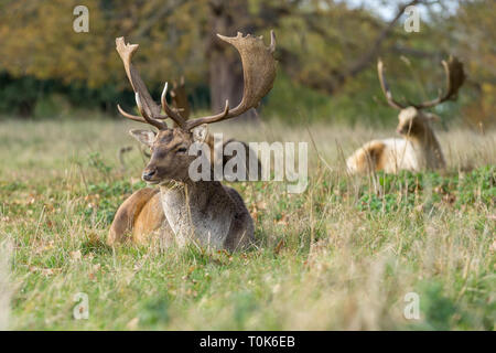 Plusieurs cerfs sauvages sitting in grass Banque D'Images