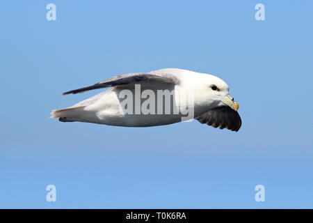 Le Fulmar boréal (Fulmarus glacialis), volant, Rockall Trough, Océan Atlantique Banque D'Images
