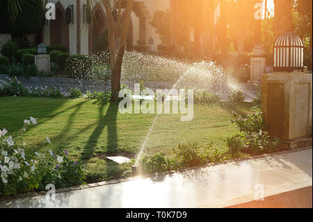 Pelouses arrosage automatique dans le jardin en été, contre le coucher du soleil. Banque D'Images