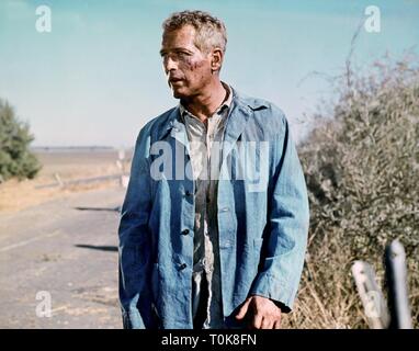 PAUL NEWMAN, Cool Hand Luke, 1967 Banque D'Images