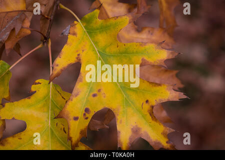 'Pin Oak Quercus palustris' dans le feuillage de l'automne dans la région de Hampton Court, London, Royaume-Uni Banque D'Images