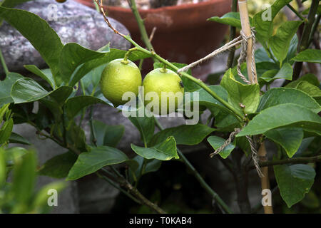 De plus en plus sur les agrumes Tree Limes Surrey England Banque D'Images
