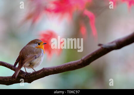 Un européen robin (Erithacus rubecula aux abords) dans une profondeur de champ au milieu d'un rouge d'automne de l'érable japonais Banque D'Images