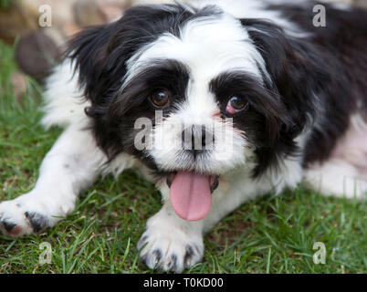 Cherry eye sur un chien Lhassa Apso Banque D'Images