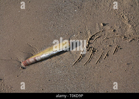 Shell Ensis siliqua rasoir Pod Donna Nook Angleterre Lincolnshire Banque D'Images