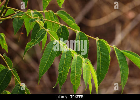 Les feuilles des arbres Neem vert magnifique Banque D'Images