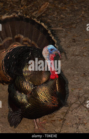 Le Dindon sauvage de l'Amérique du Nord, Meleagris gallopavo, homme (Tom Turquie) en plumage nuptial. Banque D'Images