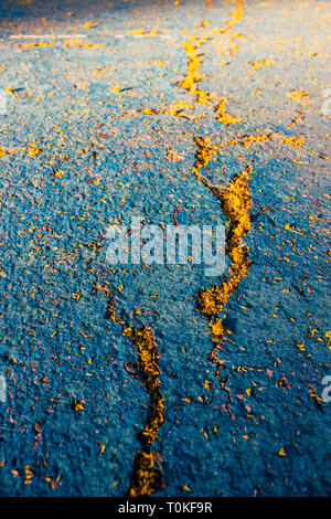 Mimosa. Mimosa tombés sur le sol. Banque D'Images