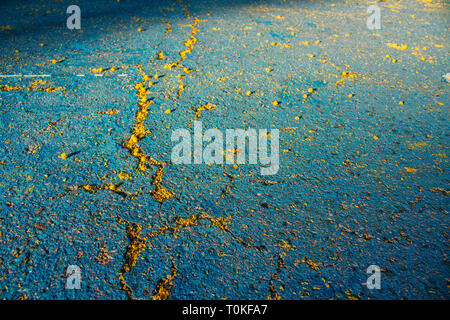 Mimosa. Mimosa tombés sur le sol. Banque D'Images