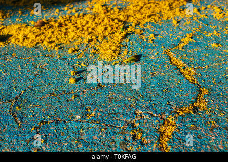 Mimosa. Mimosa tombés sur le sol. Banque D'Images