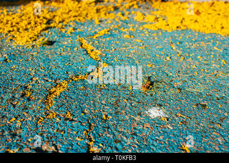 Mimosa. Mimosa tombés sur le sol. Banque D'Images