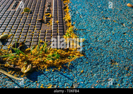 Mimosa. Mimosa tombés sur le sol. Banque D'Images