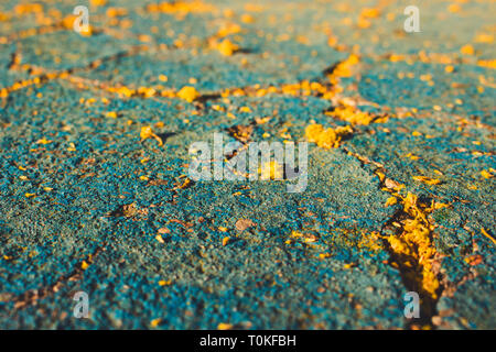Mimosa. Mimosa tombés sur le sol. Banque D'Images