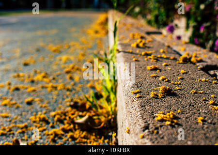 Mimosa. Mimosa tombés sur le sol. Banque D'Images
