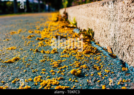 Mimosa. Mimosa tombés sur le sol. Banque D'Images