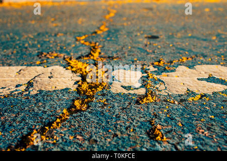 Mimosa. Mimosa tombés sur le sol. Banque D'Images