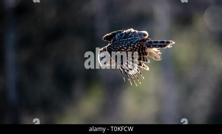 Chouette de l'Oural (Strix uralensis) voler contre la lumière d'attraper une proie avec un arrière-plan flou artistique Banque D'Images