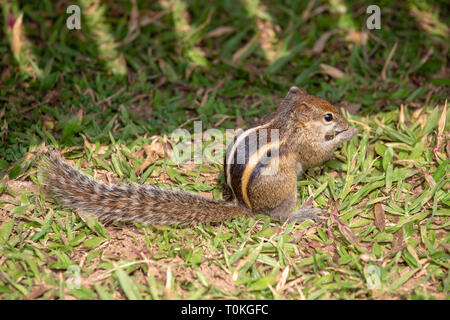 Écureuil variable ou l'écureuil de Finlayson ou Callosciurus finlaysonii, sur l'herbe verte dans un parc de Bangkok. Habite en Birmanie, Thaïlande, Cambodge, Ph Banque D'Images