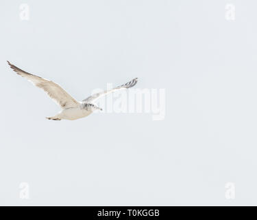 Le goéland à bec cerclé (Larus delawarensis) Goleta, CA. Banque D'Images