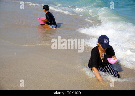 Les femmes thaïlandaises à creuser pour les moules à la plage, Lamai Beach, Koh Samui, Golfe de Thailande, Thaïlande Banque D'Images