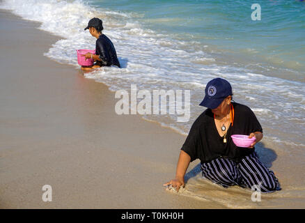 Les femmes thaïlandaises à creuser pour les moules à la plage, Lamai Beach, Koh Samui, Golfe de Thailande, Thaïlande Banque D'Images