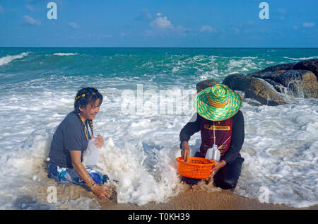 Les femmes thaïlandaises à creuser pour les moules à la plage, Lamai Beach, Koh Samui, Golfe de Thailande, Thaïlande Banque D'Images