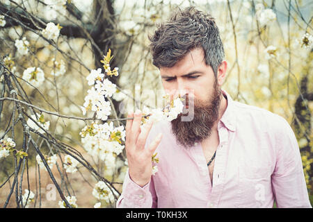 Homme barbu près de fleurs de cerisier. Hipster renifle cherry blossom. Homme avec barbe et moustache sur le visage calme près de tendres fleurs blanches. L'humeur du printemps Banque D'Images