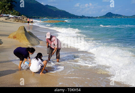 Les femmes thaïlandaises à creuser pour les moules à la plage, Lamai Beach, Koh Samui, Golfe de Thailande, Thaïlande Banque D'Images