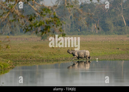 Rhinocéros indien près de l'étang à kazhiranga Parc National, Assam, Inde Banque D'Images