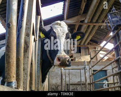 Sweet Vache noir et blanc est peeking through bars d'une clôture dans une étable, sa tête entre les tubes de métal d'une clôture dans un enclos. Banque D'Images