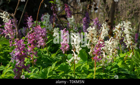 Fumewort en blanc et violet Banque D'Images