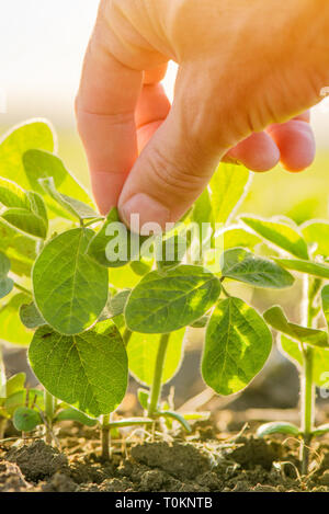 Toucher la main de l'usine de soja en champ cultivé Banque D'Images