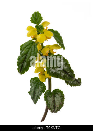 Feuillage panaché jaune et fleurs de printemps du jardin, plantes envahissantes Lamiastrum galeobdolon subsp argentatum, isolé sur fond blanc Banque D'Images